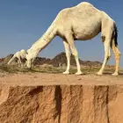 حوش في سوق البل بعنيزه لاستقبال العروض