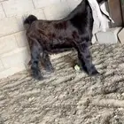 جذع فاخر صنف معرف تعريف قوي