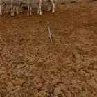 طلي حري صنف