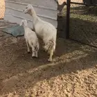 نعجه صفراء حلساء عليها خروف فل
