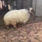 للبيع خروف فحل صنف طيب