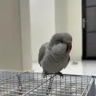 كويكر اليف جدا