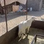 مشروع فحل العمر 4 اشهر