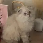 قطط شيرازي