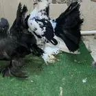 زوج رقاص معاه فرخين