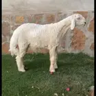 مشروع فحل حري صنف بالمجمعة