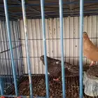 حمام صنعني دن من اصفر