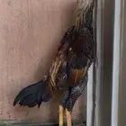 فرخ شامو ياباني