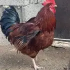 للبيع بيض فرنسي مخصب