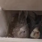 للبيع كروان وازواج