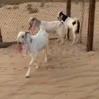 تيوس سكين والا فحول فل مقفله