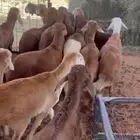 سواكن تربيه شهر ونص