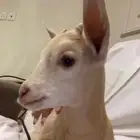 للبيع تيس قزم