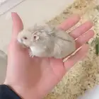 هامستر روسي