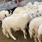 ذبايح طليان حريه سواكن مع التوصيل