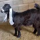 جفره عارضيه كفو خصم