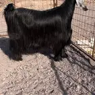 عنزين عوارض