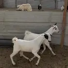 تيوس جنوبيه بيشيات