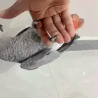 فرخ كاسكو فاتح