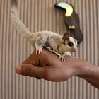 السنجاب الطائر بسعر جملة