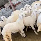 اضاحي ذبايح طليان حري سواكن مع التوصيل
