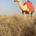 اللقحه وضحا ساسها رمانيه
