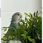 جوز روز مع قفص واستاند
