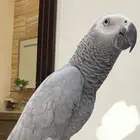 جدة
