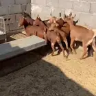 7 جفار فل شحم دهم حلال مشروط