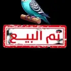 هامستر روسي قزم