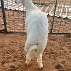 العبدالله للذبايح