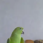 ذكر دره هدد للبيع