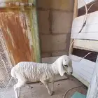 رخل بربري مميزه