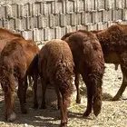 خرفان سواكني حمري تربيه شهرين ونص