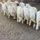 طليان