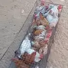 24 ديك للبيع