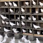حمام فرنسي لاحم احجام توب