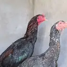 سندي نسل غبشان