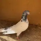 ذكر جونسر