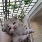 قطه كتن للبيع مهجن