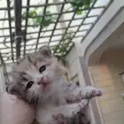قطه كتن للبيع القطيف