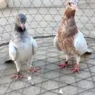 للبيع لاكات هنديه اصل