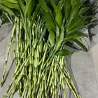نبات ساق البامبو