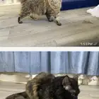 قطه للتبني