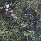 مزرعة واستراحة للبيع من المالك مباشرة جازان بيش