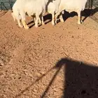 طليان صنف اللي بياخذ فحل ولا ضحيه