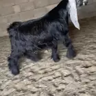 مشاريع فحول عوارض كفو صنف معرفه تعاريف قويه