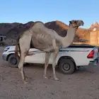 جمل مهجن ومنتج وامه منتج