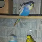 جوزين بادجي هوقن وذكر انجليزي منتجه شرط