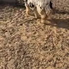 رخل ذبيحه